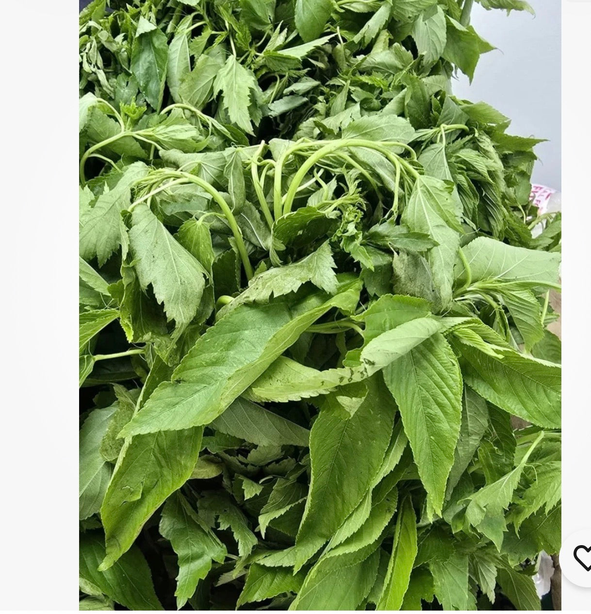 EWEDU leaf