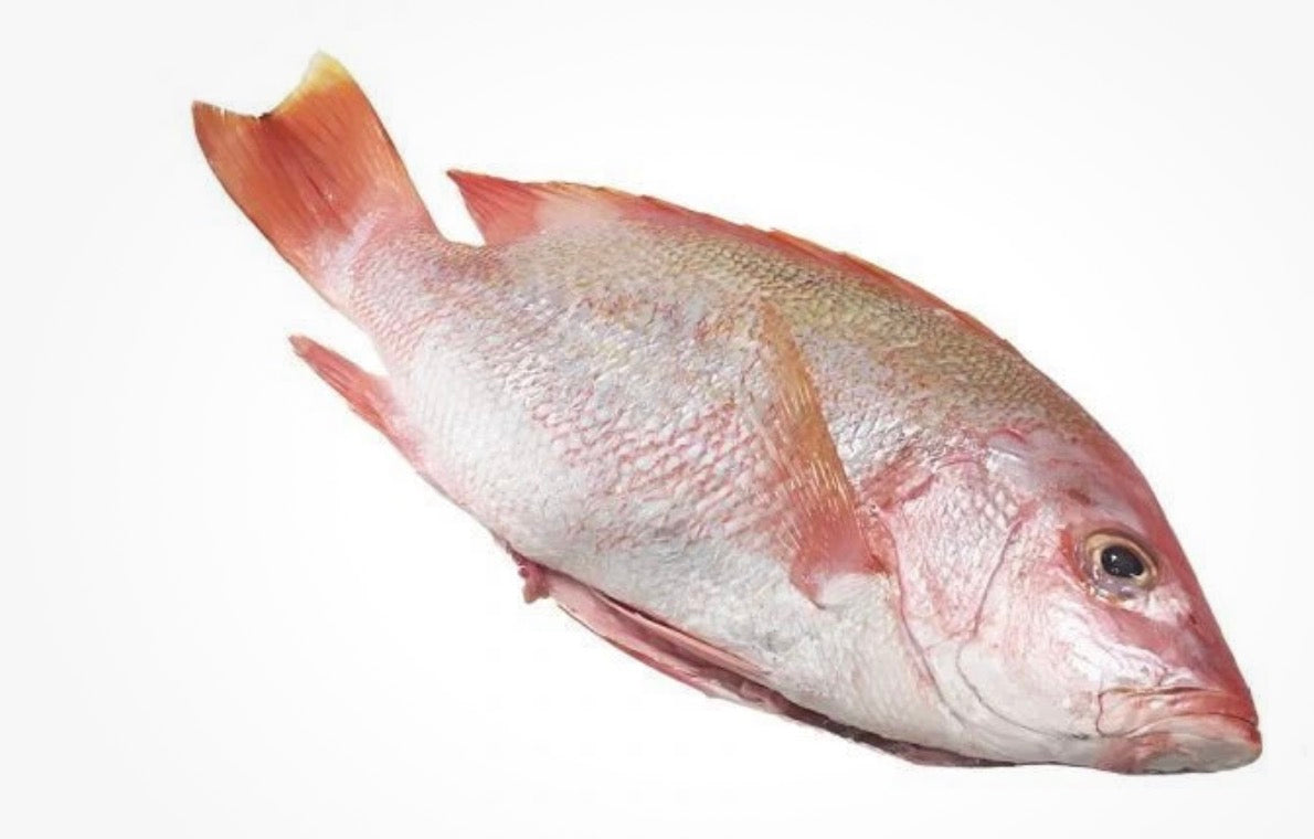 Box Red snapper