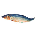 Shawa herring fish 5kg
