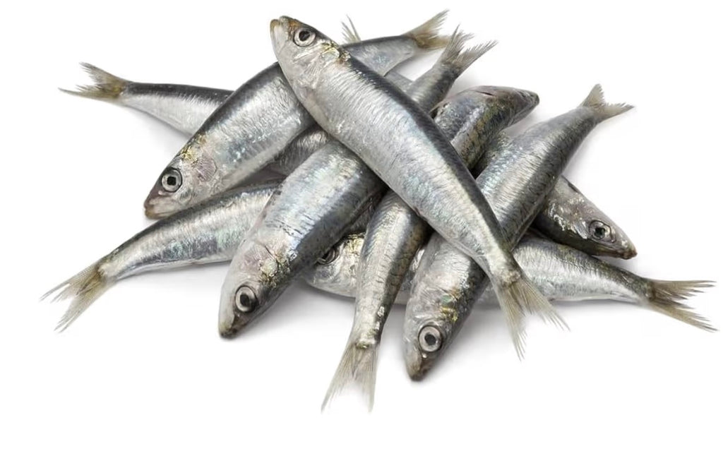Frozen sprat 1kg bagged