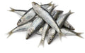 Frozen sprat 1kg bagged