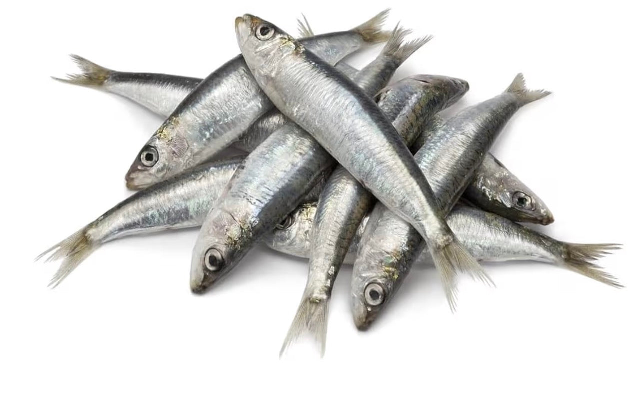 Frozen sprat 1kg bagged