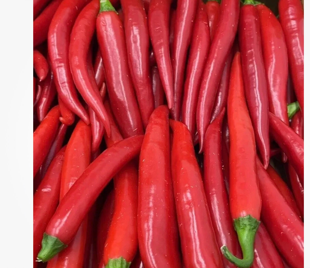 Box Red finger pepper