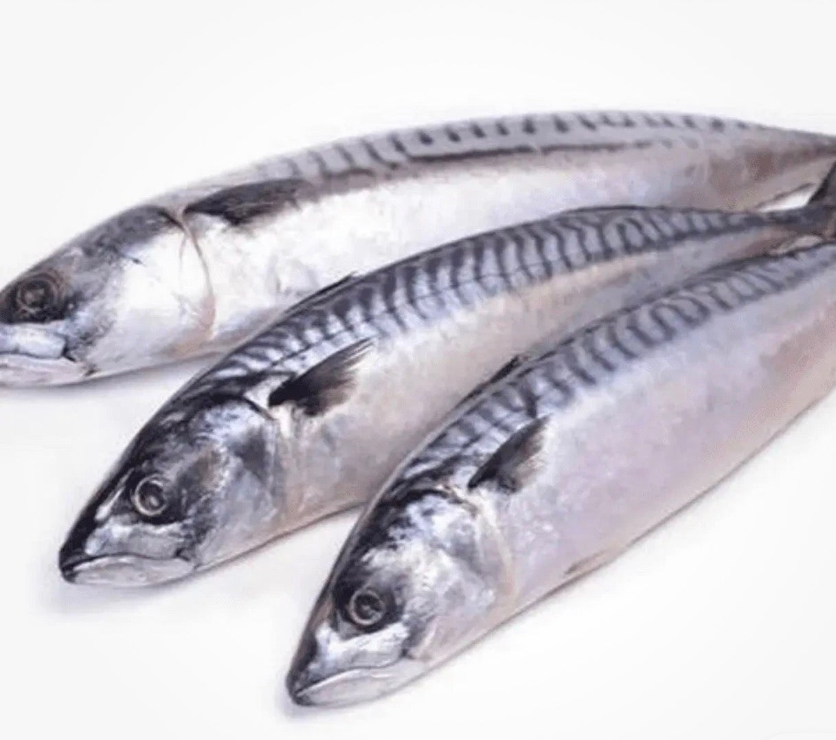 Box mackerel 20kg