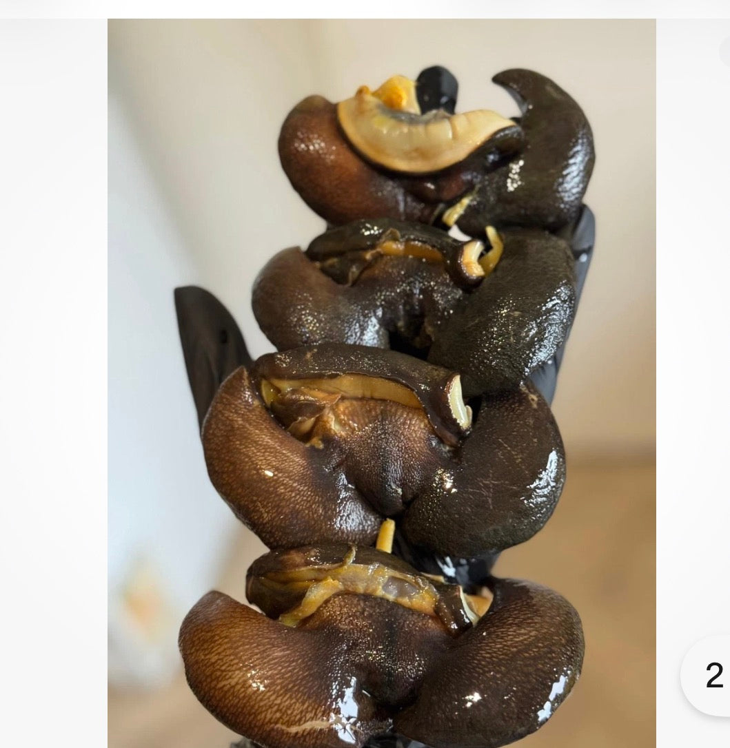 Frozen Jumbo snail 4 pieces