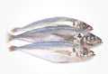 Box horse mackerel(kote)20kg