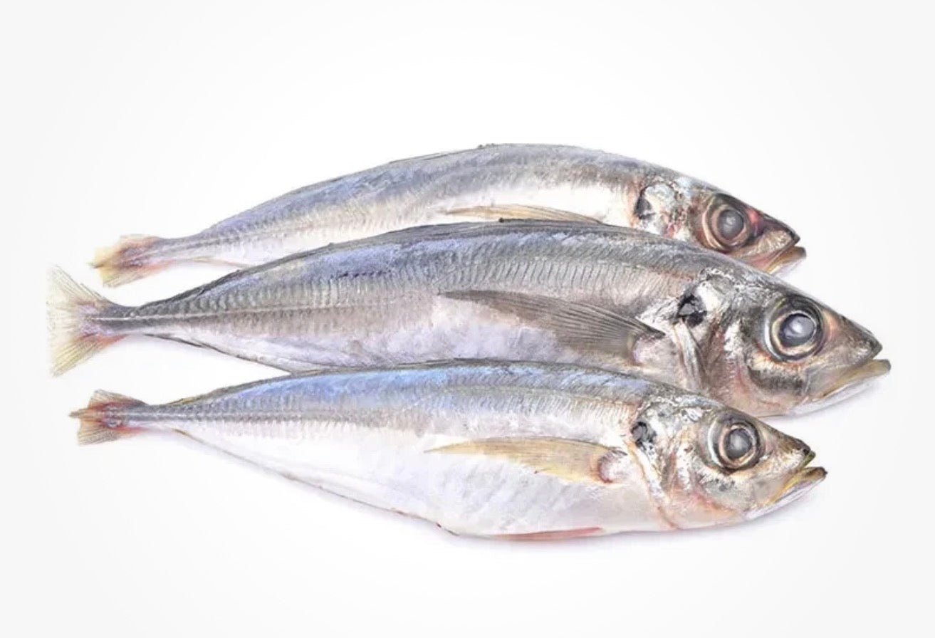 Box horse mackerel(kote)20kg