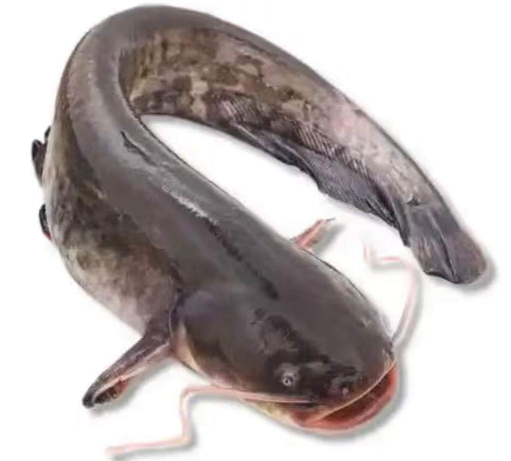 Box catfish large