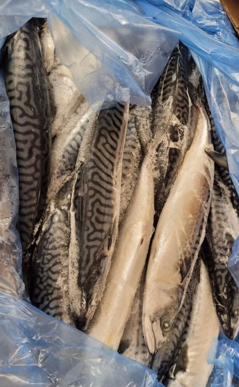 Box mackerel 20kg