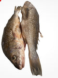 Box croaker 6kg