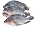 Box Tilapia Large 5kg