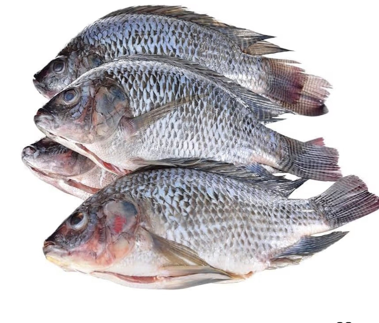 Box Tilapia Large 5kg