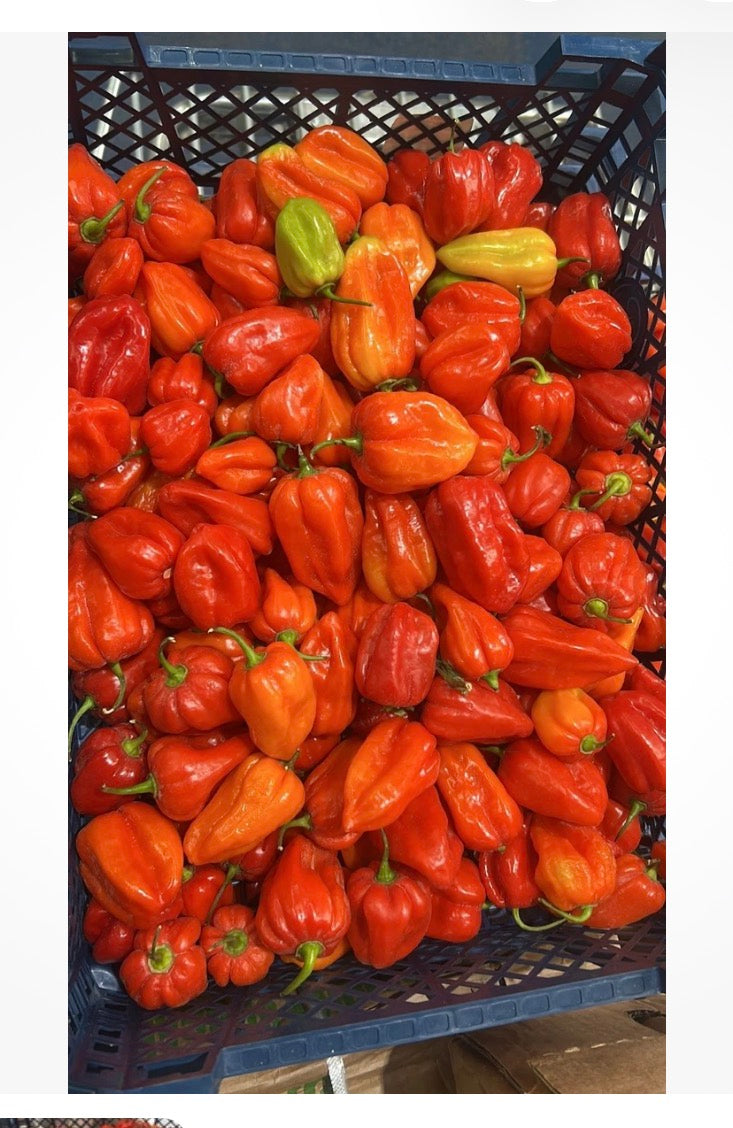 Box Scotch bonnet